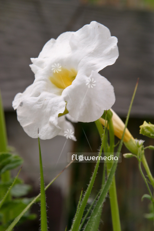 Incarvillea delavayi 'Snow Top' - White hardy gloxinia (103768)