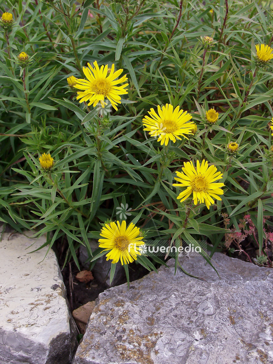 Inula ensifolia - Sword-leaved inula (101120)