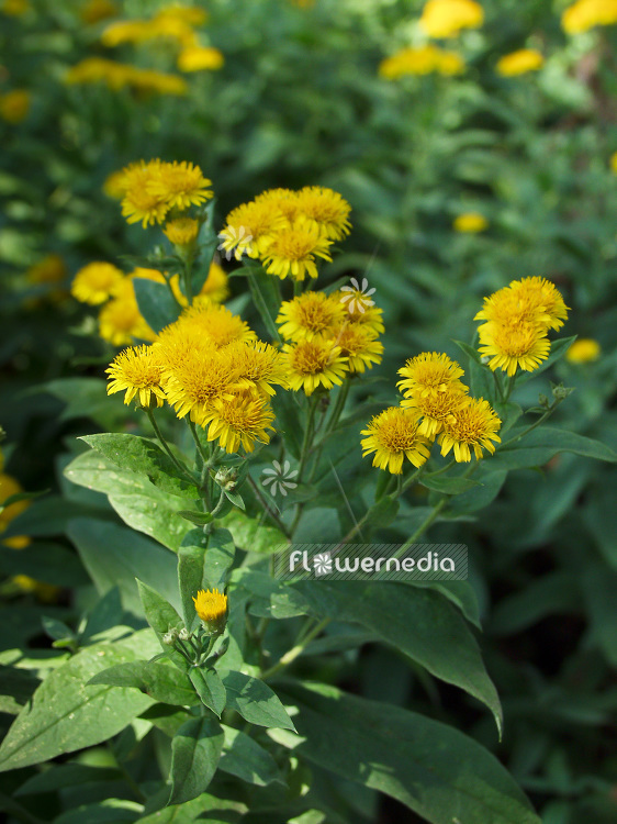 Inula germanica - German inula (101121)