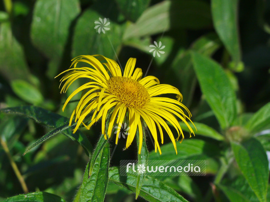 Inula hookeri - Hooker inula (101124)