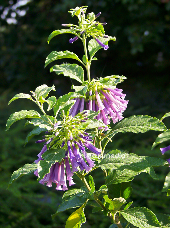 Iochroma cyaneum (101126)