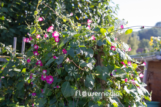 Ipomoea nil 'Scarlett O'Hara' - Japanese morning glory (110412)