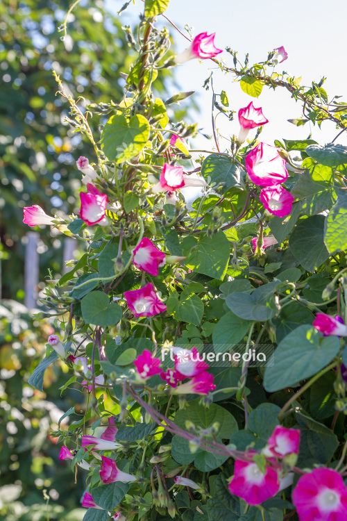 Ipomoea nil 'Scarlett O'Hara' - Japanese morning glory (110413)