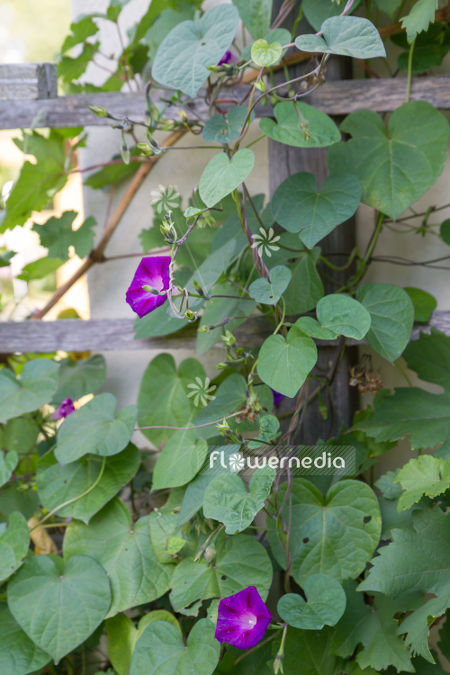 Ipomoea purpurea - Common morning glory (110418)