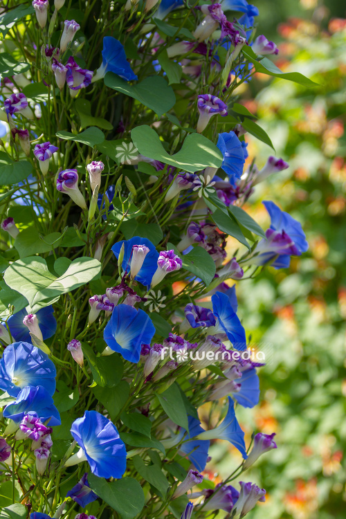 Ipomoea tricolor - Mexican morning glory (110638)