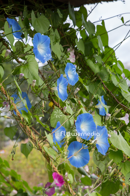 Ipomoea tricolor 'Heavenly Blue' - Mexican morning glory (110643)