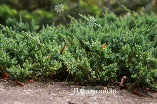 Juniperus horizontalis 'Glauca' - Creeping juniper (103798)