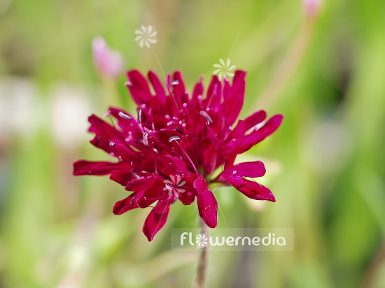 Knautia macedonica - Macedonian scabious (101154)