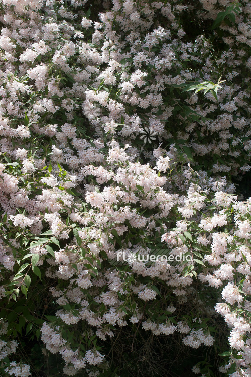 Kolkwitzia amabilis - Beauty bush (103813)