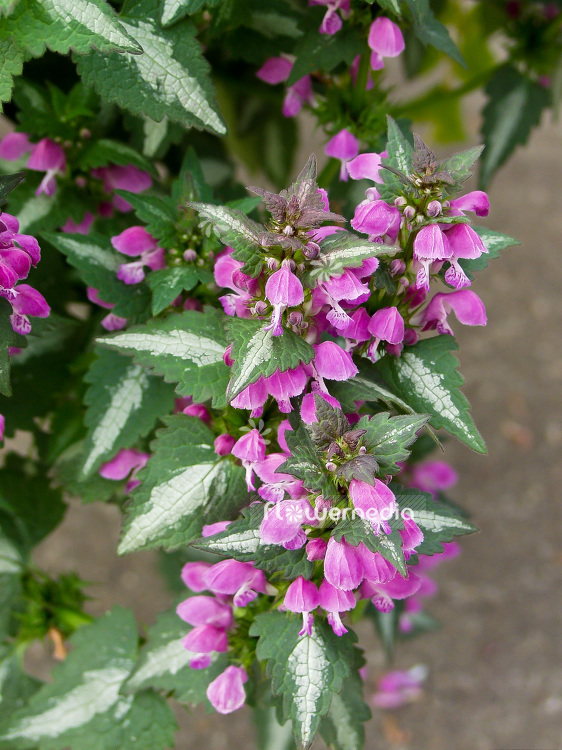 Lamium maculatum - Spotted lamium (101172)