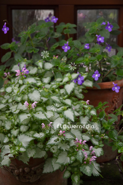 Lamium maculatum - Spotted lamium (103820)