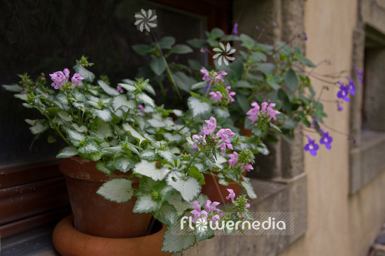 Lamium maculatum - Spotted lamium (103821)