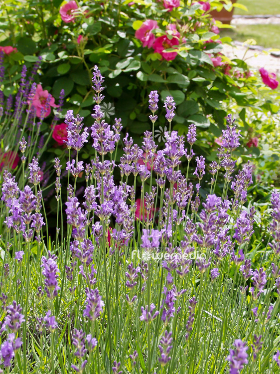 Lavandula angustifolia - English lavender (101194)