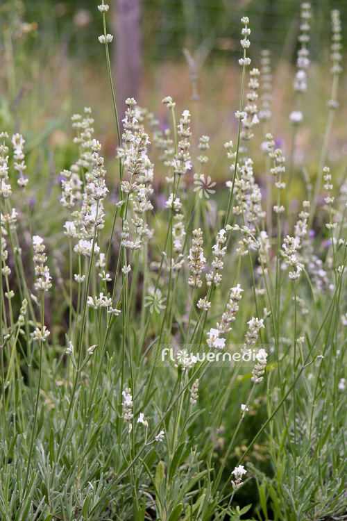 Lavandula angustifolia 'Alba' - White-flowered lavender (103846)