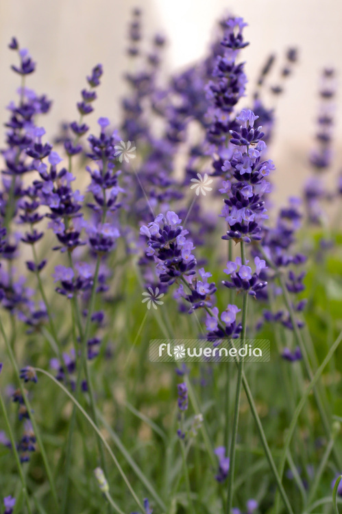 Lavandula angustifolia 'Hidcote Blue' - Blue lavender (101196)
