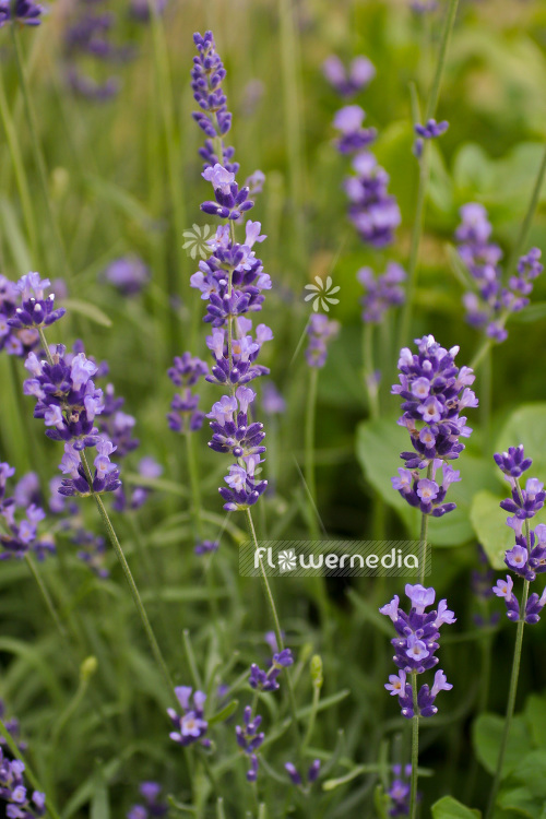 Lavandula angustifolia 'Hidcote Blue' - Blue lavender (103847)