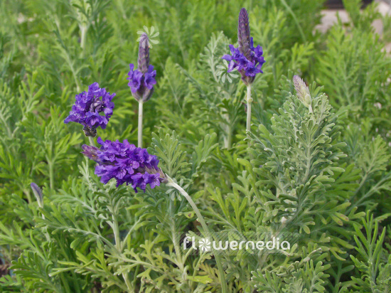 Lavandula pinnata - Pinnata lavender (101200)