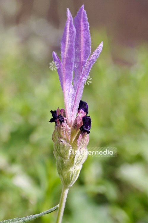 Lavandula stoechas - French lavender (101201)