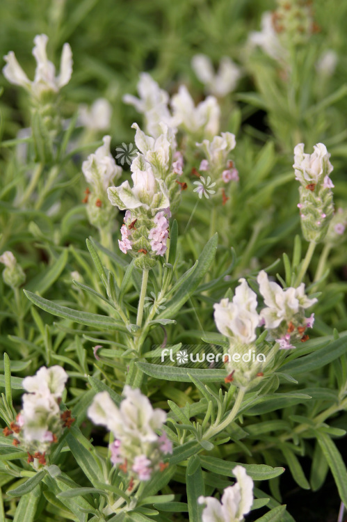 Lavandula stoechas f. leucantha - French lavender (101205)