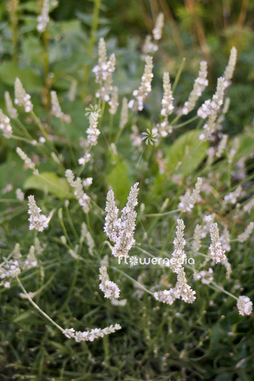 Lavandula x intermedia 'Edelweiss' - Provence lavender (103853)