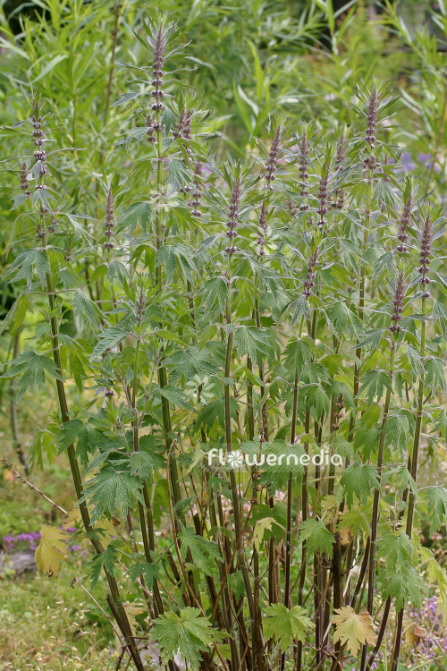 Leonurus cardiaca - Motherwort (103858)