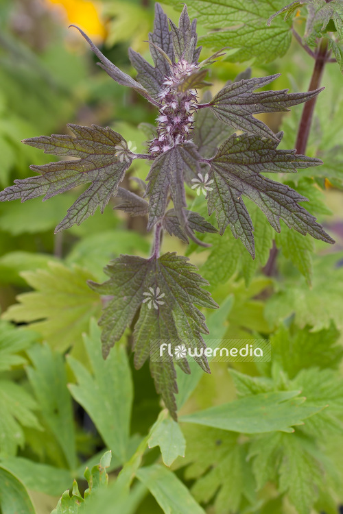 Leonurus cardiaca - Motherwort (103860)