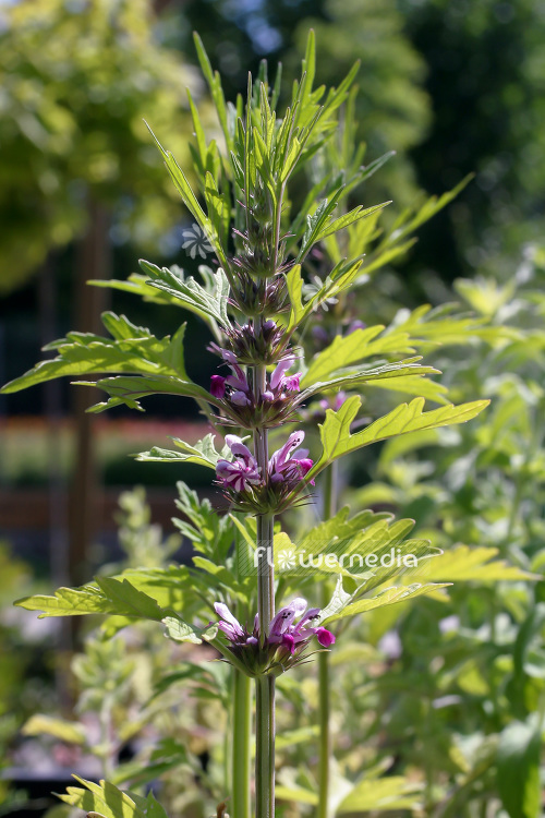 Leonurus japonicus - Chinese motherwort (103861)