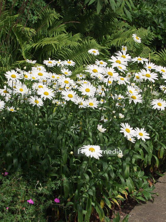 Leucanthemum x superbum - Shasta daisy (107687)