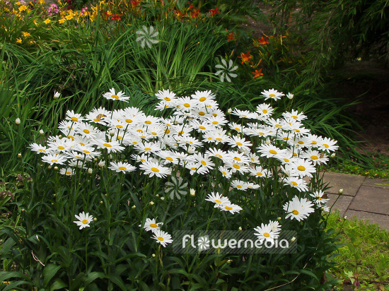 Leucanthemum x superbum - Shasta daisy (107688)