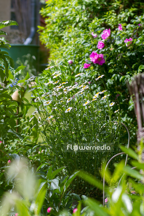 Leucanthemum x superbum - Shasta daisy (108012)