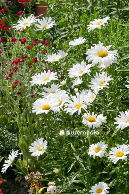 Leucanthemum x superbum - Shasta daisy (108013)