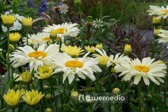 Leucanthemum x superbum 'Banana Cream' - Shasta daisy (108015)