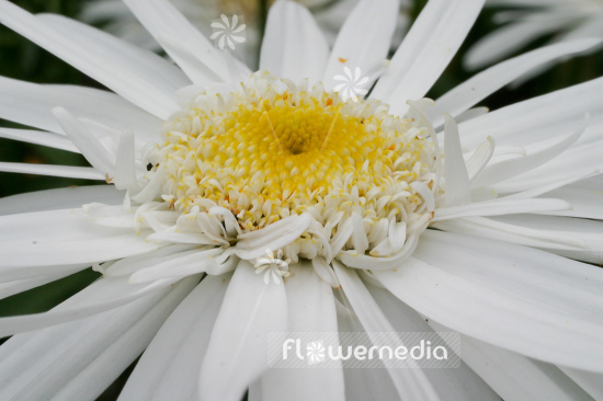 Leucanthemum x superbum 'Christine Hagemann' - Shasta daisy (108017)