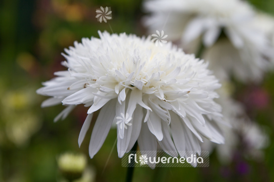 Leucanthemum x superbum 'Eisstern' - Shasta daisy (108019)