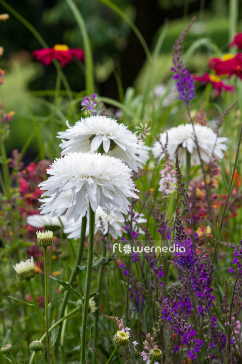 Leucanthemum x superbum 'Eisstern' - Shasta daisy (108020)