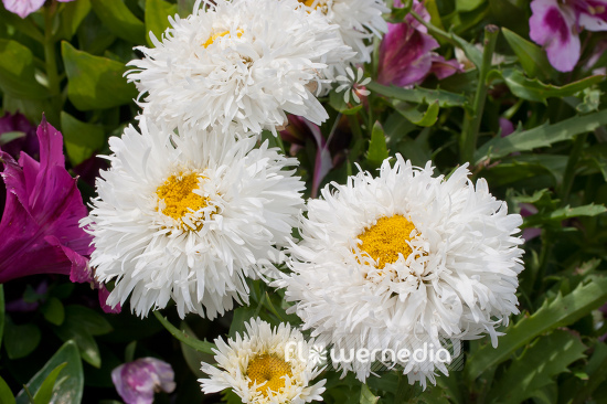 Leucanthemum x superbum 'Engelina' - Shasta daisy (108022)