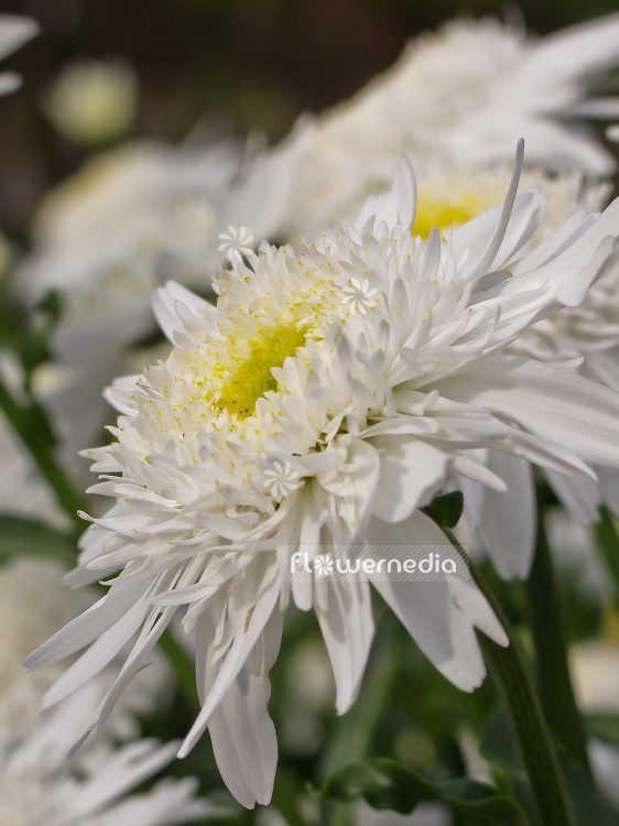 Leucanthemum x superbum 'Wirral Supreme' - Shasta daisy (101219)