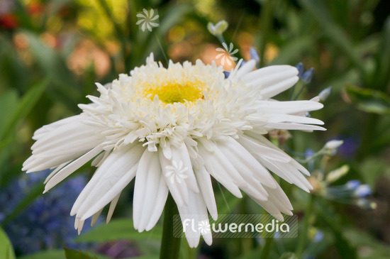 Leucanthemum x superbum 'Wirral Supreme' - Shasta daisy (103868)