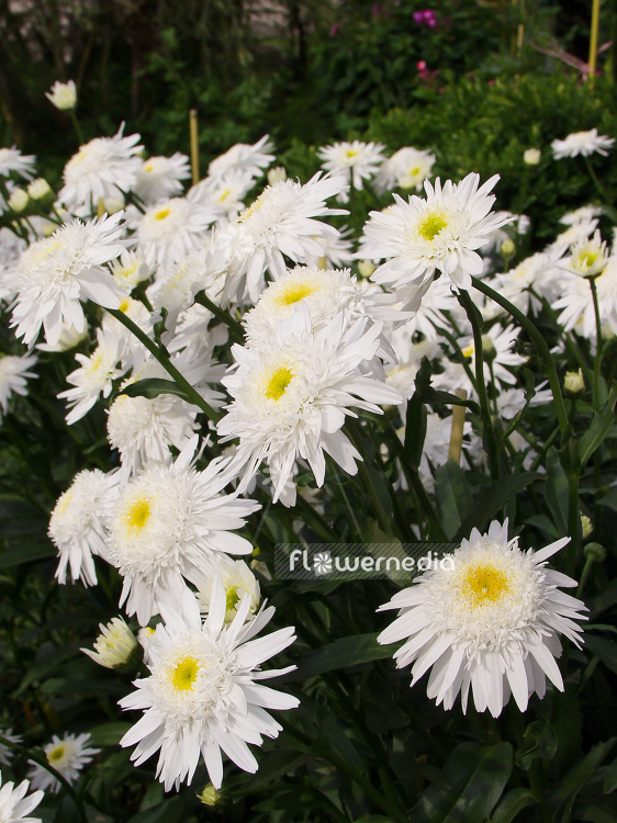 Leucanthemum x superbum 'Wirral Supreme' - Shasta daisy (107689)