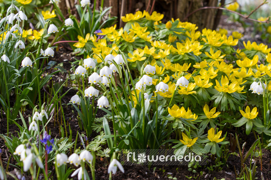 Leucojum vernum - Spring snowflake (103873)