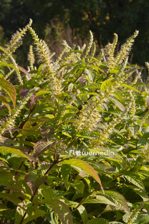 Leucosceptrum stellipilum - Japanese shrub mint (103921)