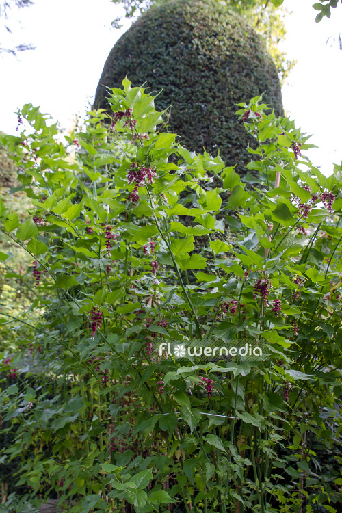 Leycesteria formosa - Himalayan honeysuckle (105695)