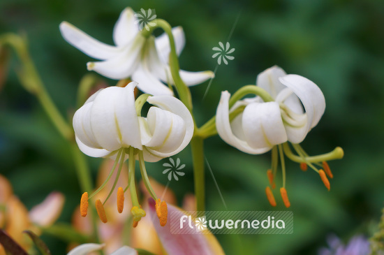 Lilium martagon 'Album' - Martagon lily (103953)