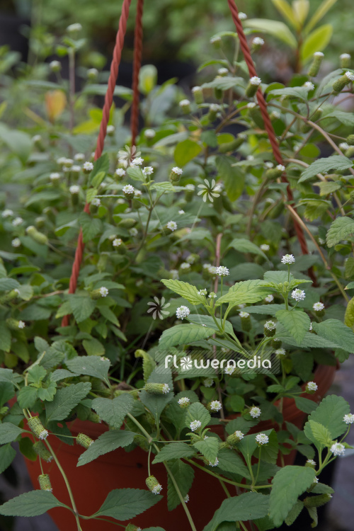 Lippia dulcis - Aztec sweet herb (104231)