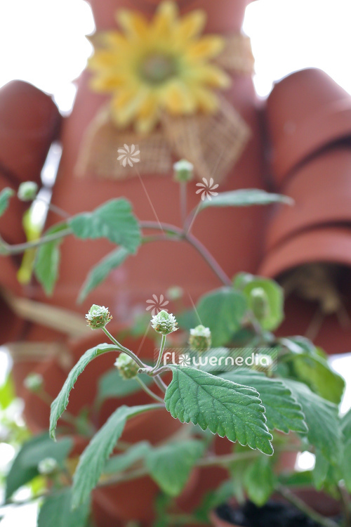 Lippia dulcis - Aztec sweet herb (104232)