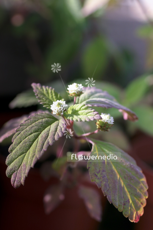 Lippia dulcis - Aztec sweet herb (104233)