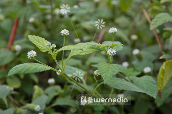 Lippia dulcis - Aztec sweet herb (104234)