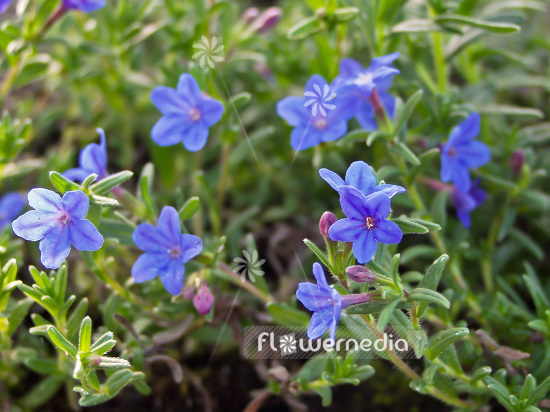 Lithodora diffusa 'Heavenly Blue' - Purple gromwell (101236)