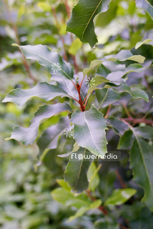 Lomatia arborescens - Smooth lomatia (103968)