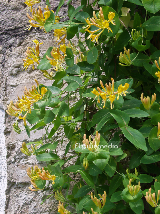 Lonicera caprifolium - Perfoliate honeysuckle (101239)